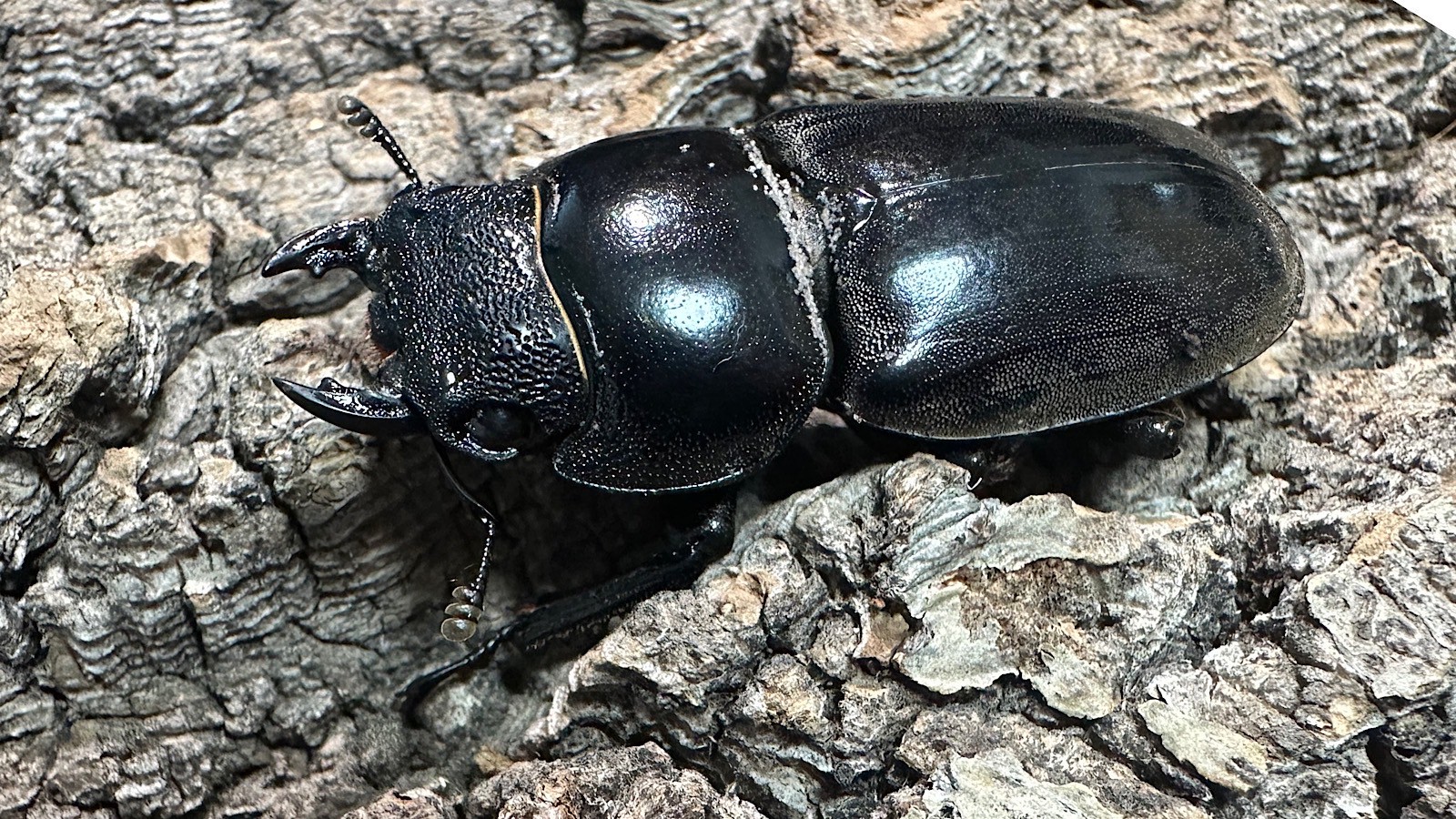 パラワンオオヒラタクワガタ成虫ペア(フィリピン産) ♂92mm♀44mm CBF1 種親♂94mm×♀45mm