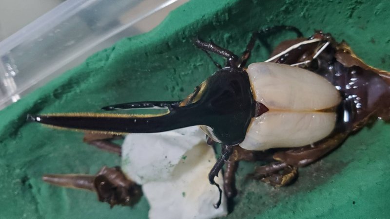 DHヘラクレス♂単品 120.6mm(♂Amazonico×♀OAKS)