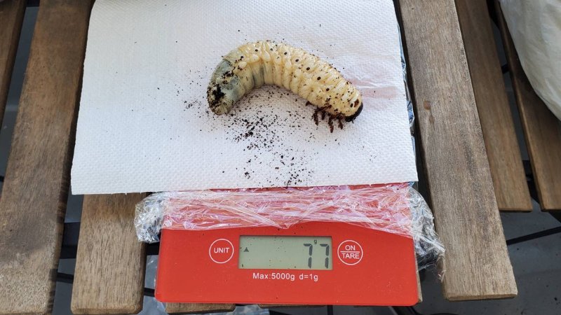 DHヘラクレス 3令幼虫1匹 種親♂162mm(Amazonico系)×♀74mm(OAKS系)