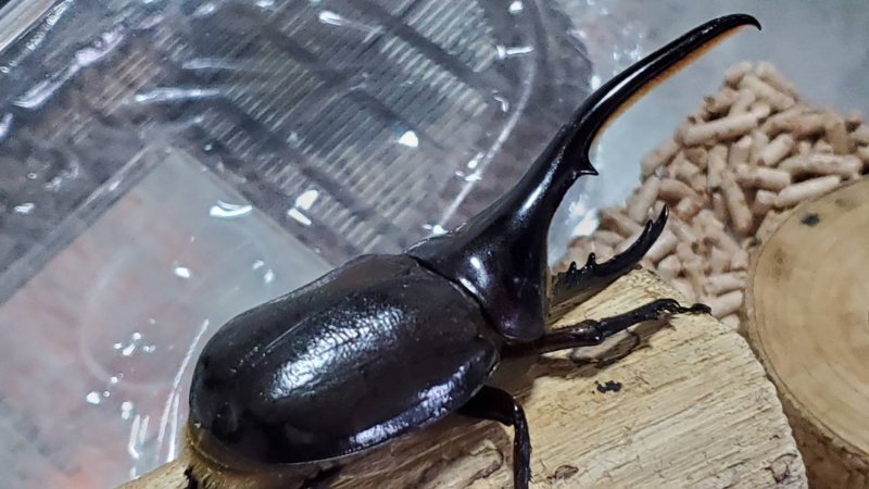 DHヘラクレス♂単品 120.6mm(♂Amazonico×♀OAKS)