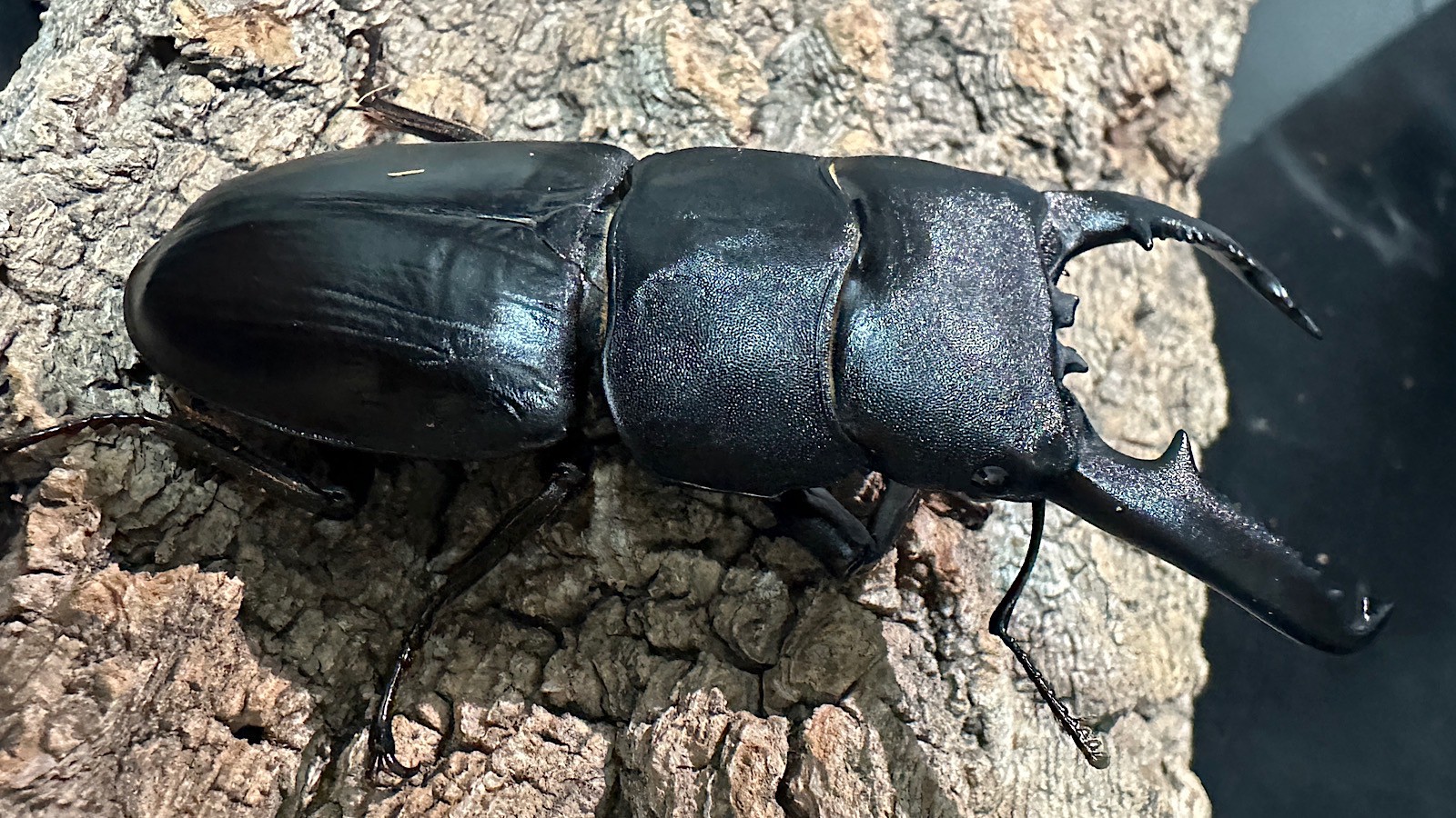 パラワンオオヒラタクワガタ成虫ペア(フィリピン産) ♂92mm♀44mm CBF1 種親♂94mm×♀45mm