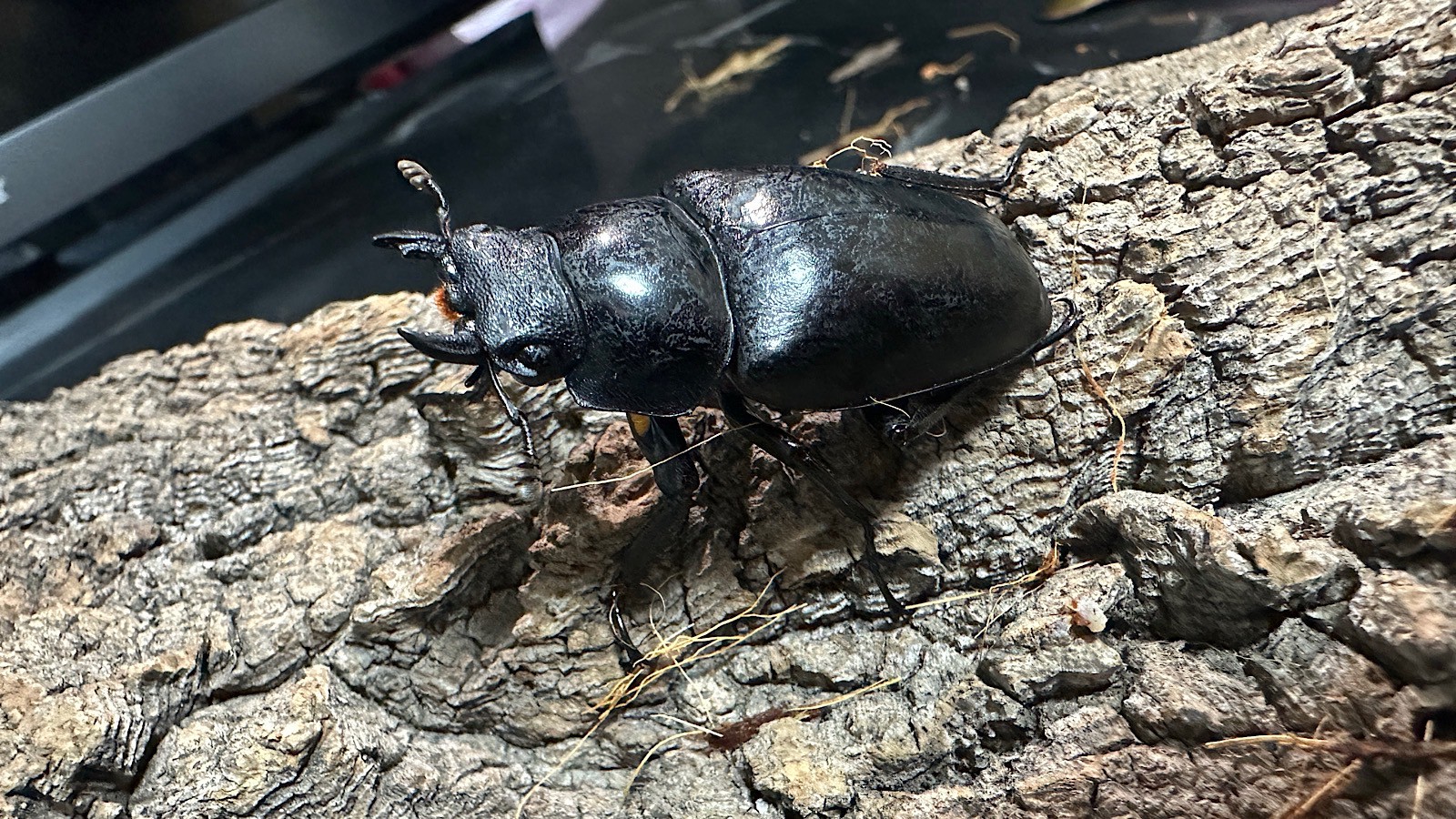 ギラファノコギリクワガタ成虫ペア(インドネシア産) ♂93mm♀46mm CBF1 種親♂104mm×♀46mm