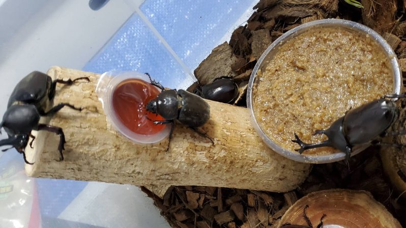 天然国産カブトムシ(北海道産)成虫オスメス 2ペアセット WD (♂♀フリーサイズ)