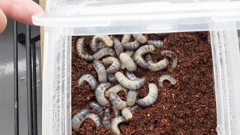 国産カブトムシRB(北海道産)2令幼虫10頭+1頭死着補償 F1 種親75.2mmX46.5mm