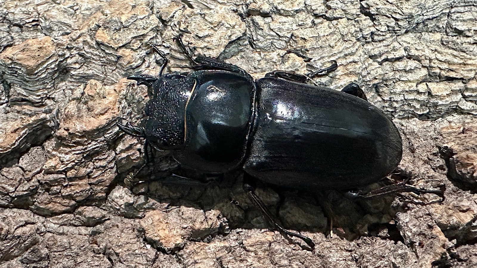 パラワンオオヒラタクワガタ成虫ペア(フィリピン産) ♂76mm♀46.5mm CBF1 種親♂94mm×♀45mm