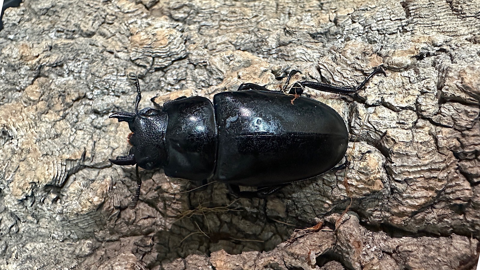 ギラファノコギリクワガタ成虫ペア(インドネシア産) ♂93mm♀46mm CBF1 種親♂104mm×♀46mm