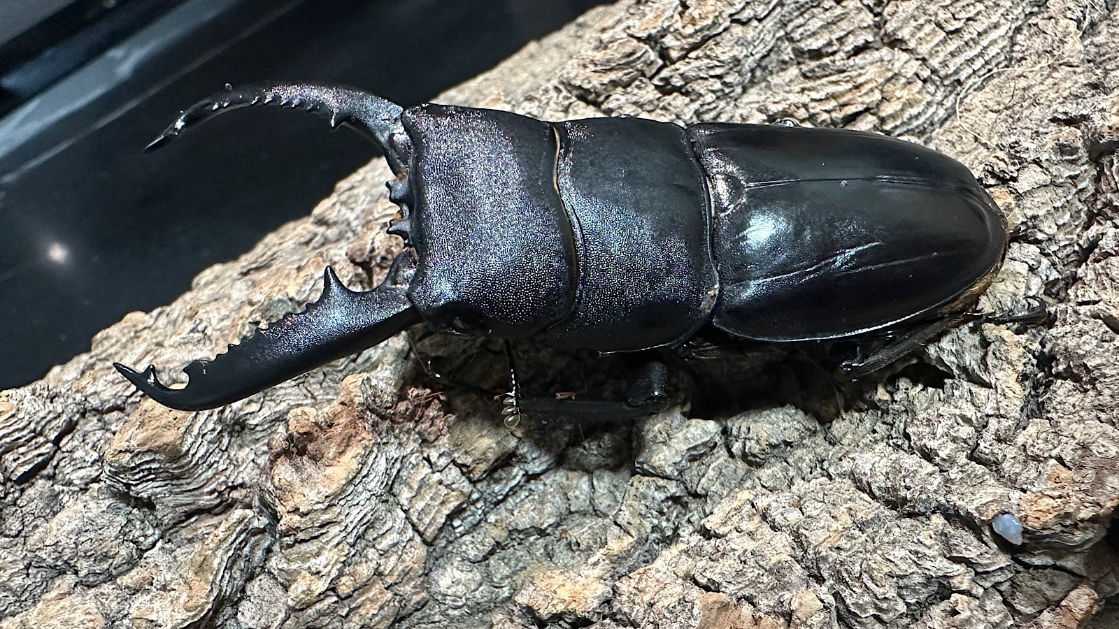 パラワンオオヒラタクワガタ成虫ペア(フィリピン産) ♂76mm♀46.5mm CBF1 種親♂94mm×♀45mm
