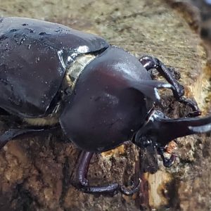 超特大カブトムシ！天然採集オスメスペア（計 2匹）♂76.6mm ♀46mm