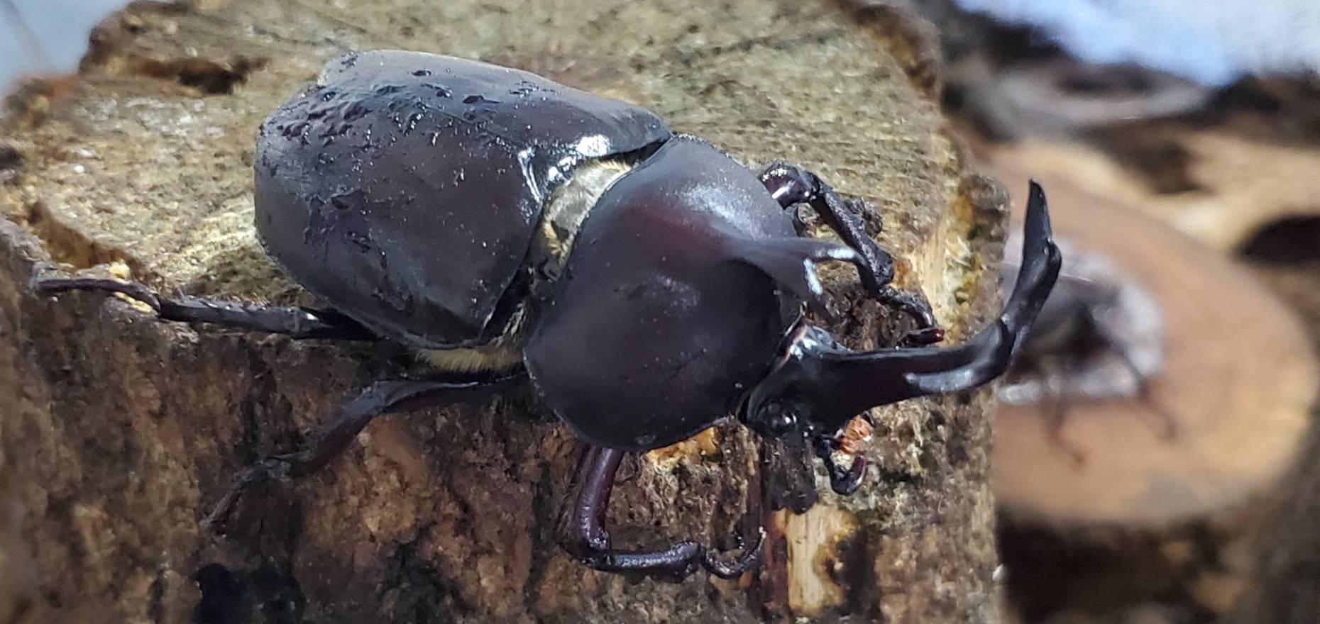 超特大カブトムシ!天然採集オスメスペア(計 2匹)♂76.6mm ♀46mm