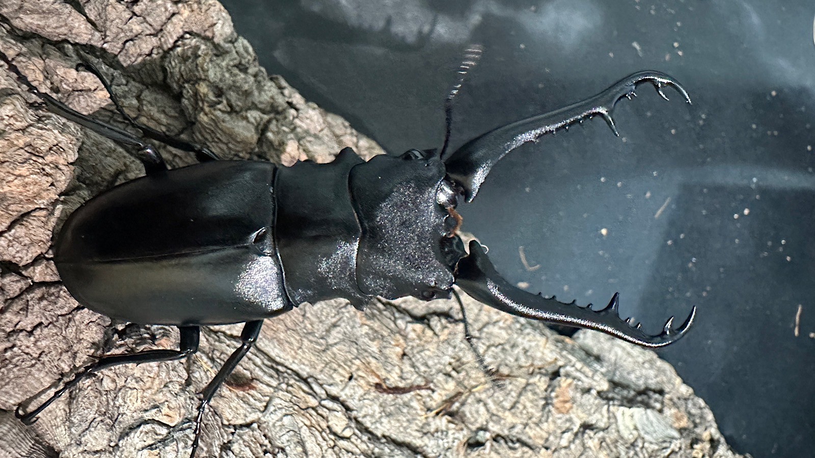 ギラファノコギリクワガタ成虫ペア(インドネシア産) ♂93mm♀46mm CBF1 種親♂104mm×♀46mm