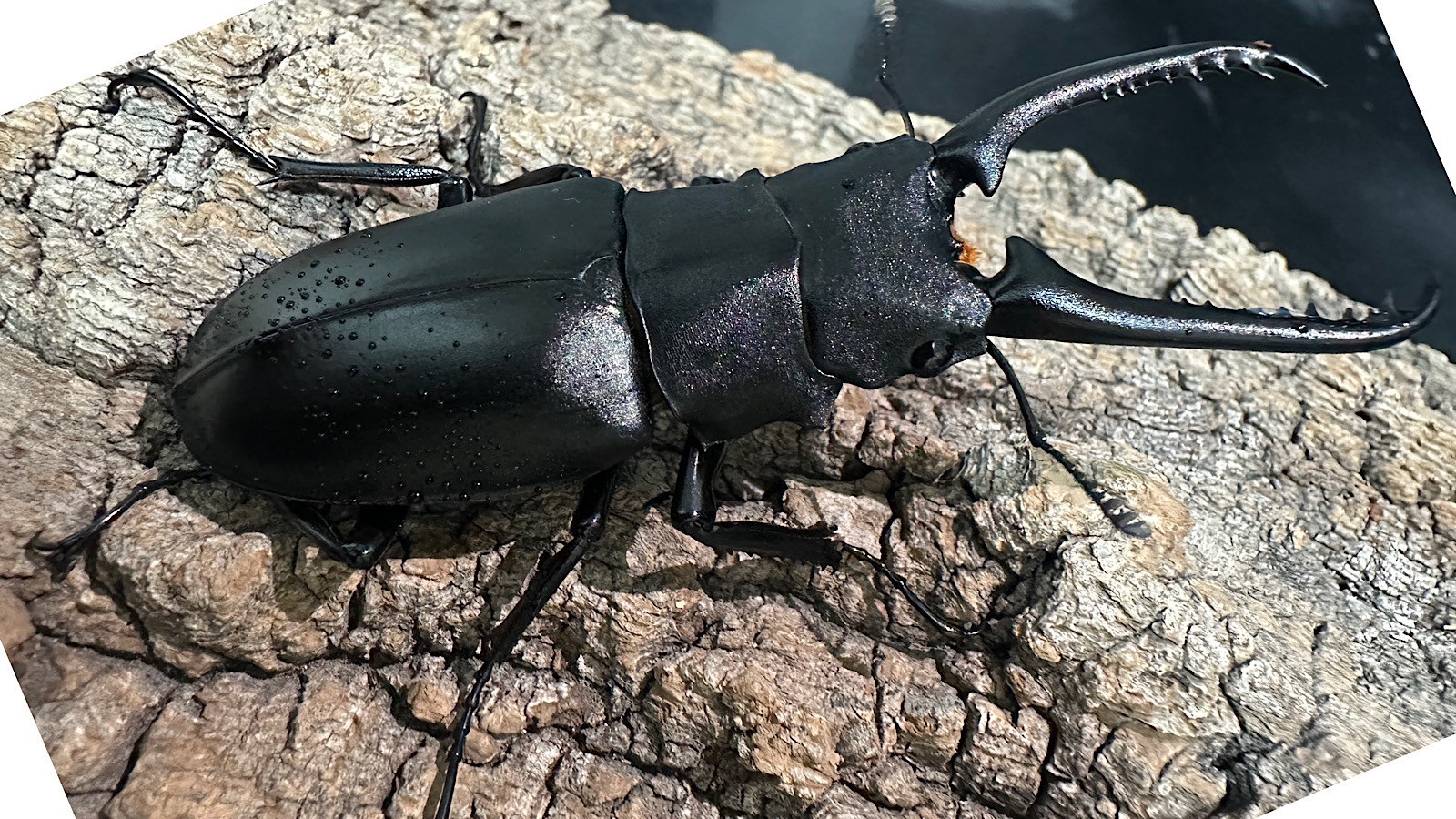 ギラファノコギリクワガタ成虫ペア(インドネシア産) ♂83mm♀47mm CBF1 種親♂104mm×♀46mm