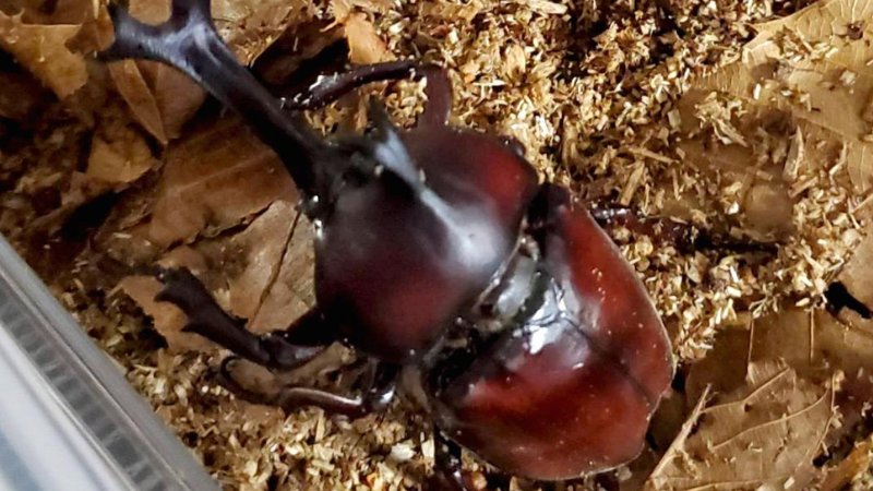 天然国産カブトムシ(北海道産)成虫6匹頭 予約販売セット(♂2匹×♀4匹)フリーサイズ