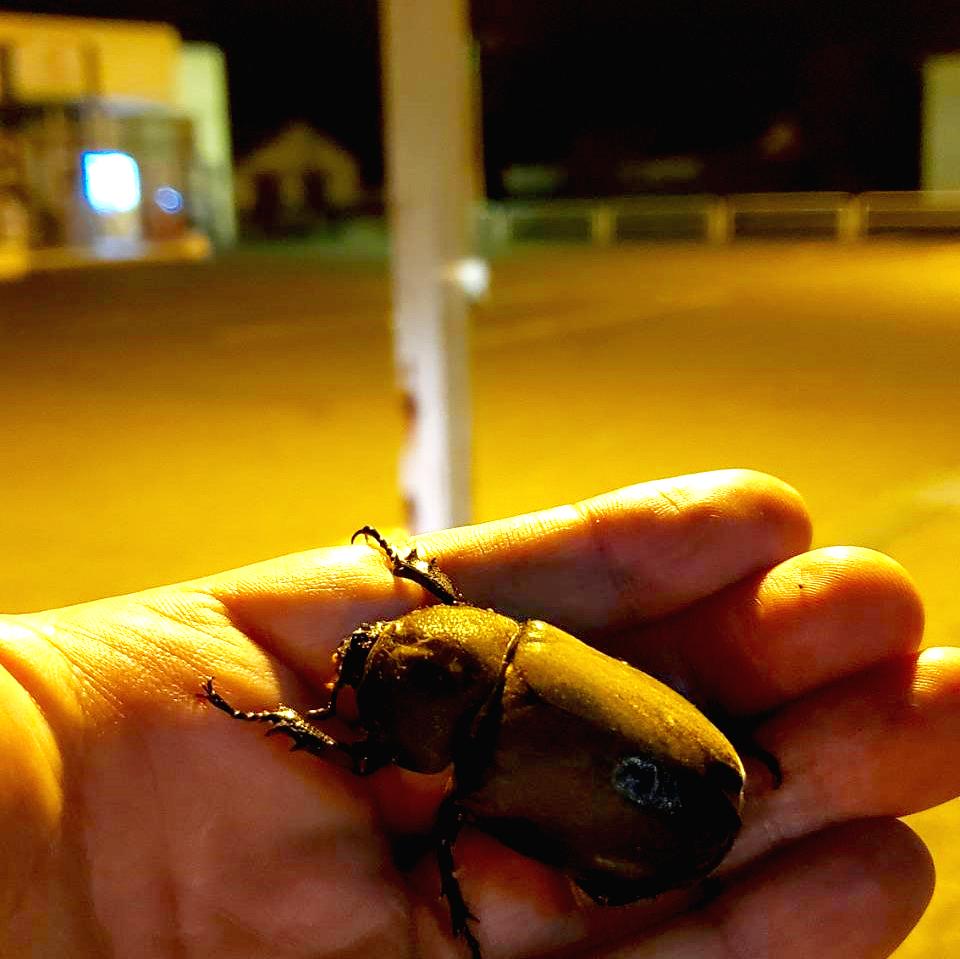 国産カブトムシRB(北海道産)2令幼虫10頭+1頭死着補償 F1 種親75.2mmX46.5mm