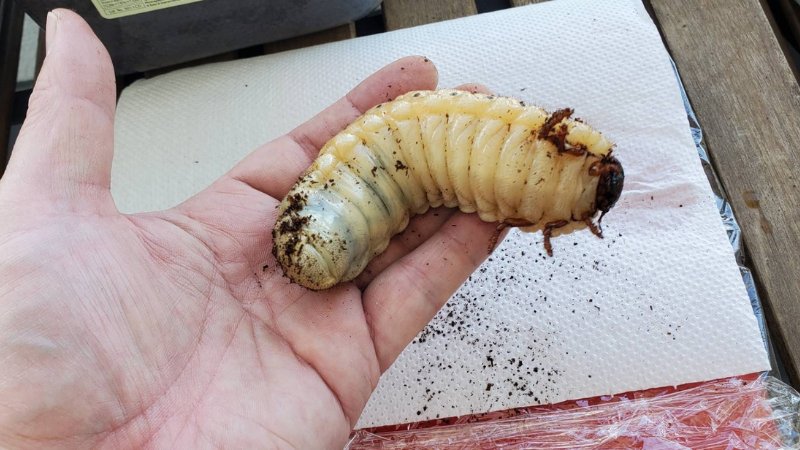 DHヘラクレス 3令幼虫1匹 種親♂162mm(Amazonico系)×♀74mm(OAKS系)