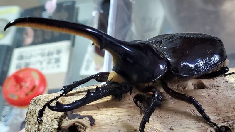 DHヘラクレス♂単品 120.6mm(♂Amazonico×♀OAKS)