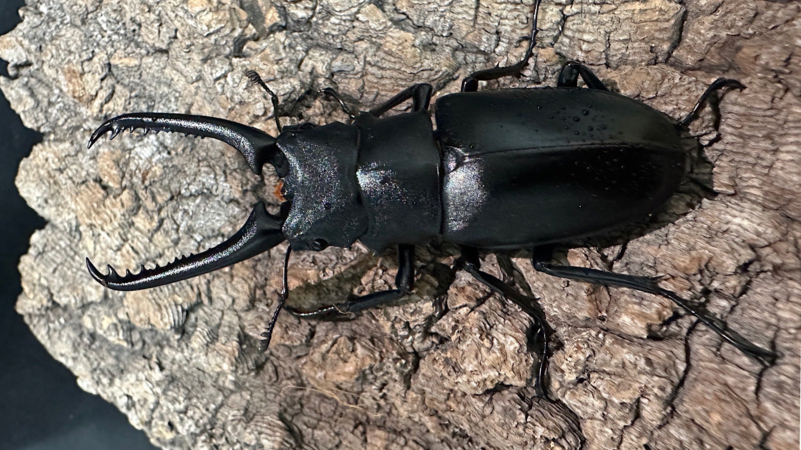 ギラファノコギリクワガタ成虫ペア(インドネシア産) ♂83mm♀47mm CBF1 種親♂104mm×♀46mm
