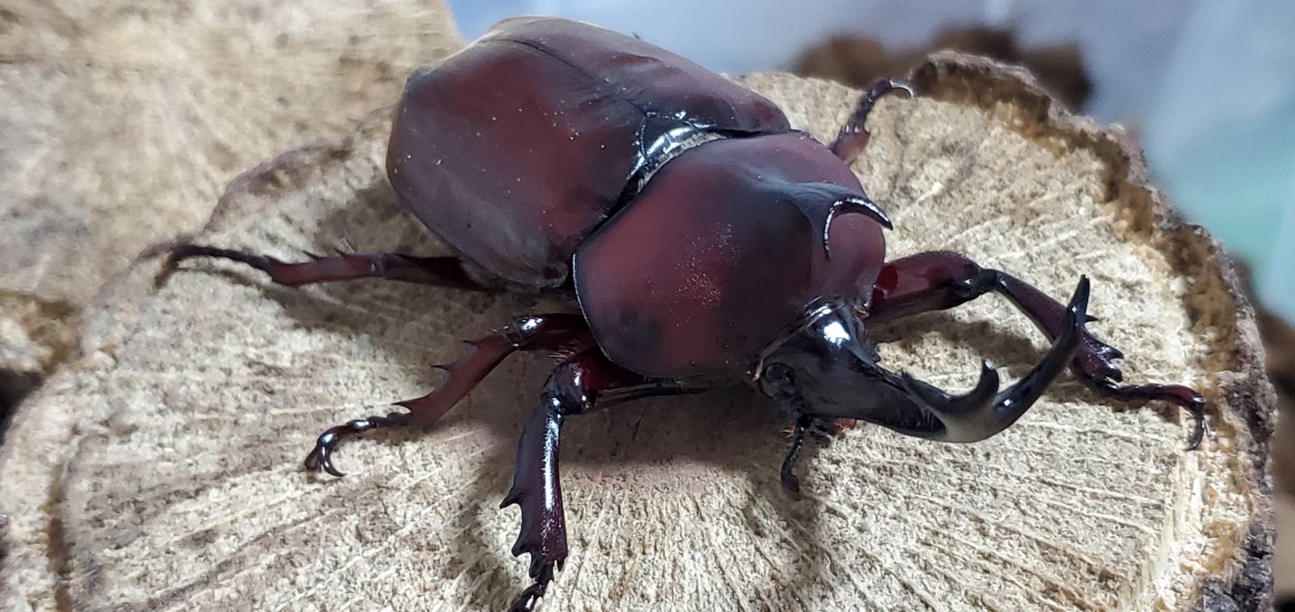 レッドアイレッドボディ(江田島)カブトムシオスだけセット(♂2匹) CBF4 ♂①70mm&♂②76mm