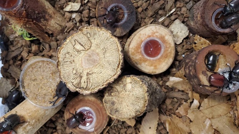 天然国産カブトムシ(北海道産)成虫オスメス 2ペアセット WD (♂♀フリーサイズ)