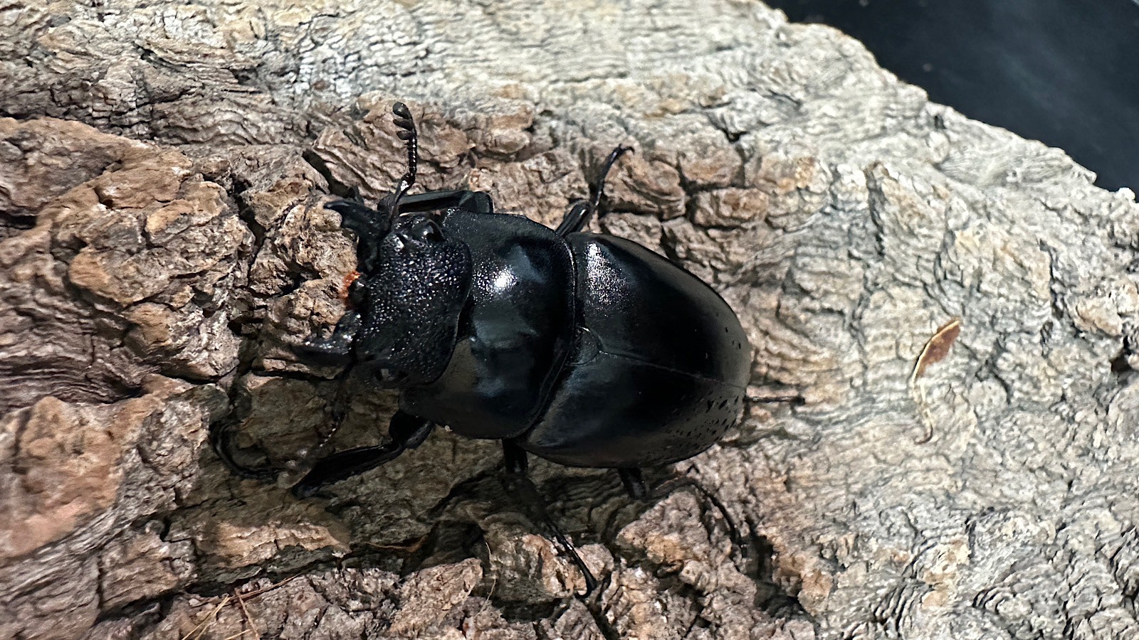 ギラファノコギリクワガタ成虫ペア(インドネシア産) ♂92mm♀47mm CBF1 種親♂104mm×♀46mm