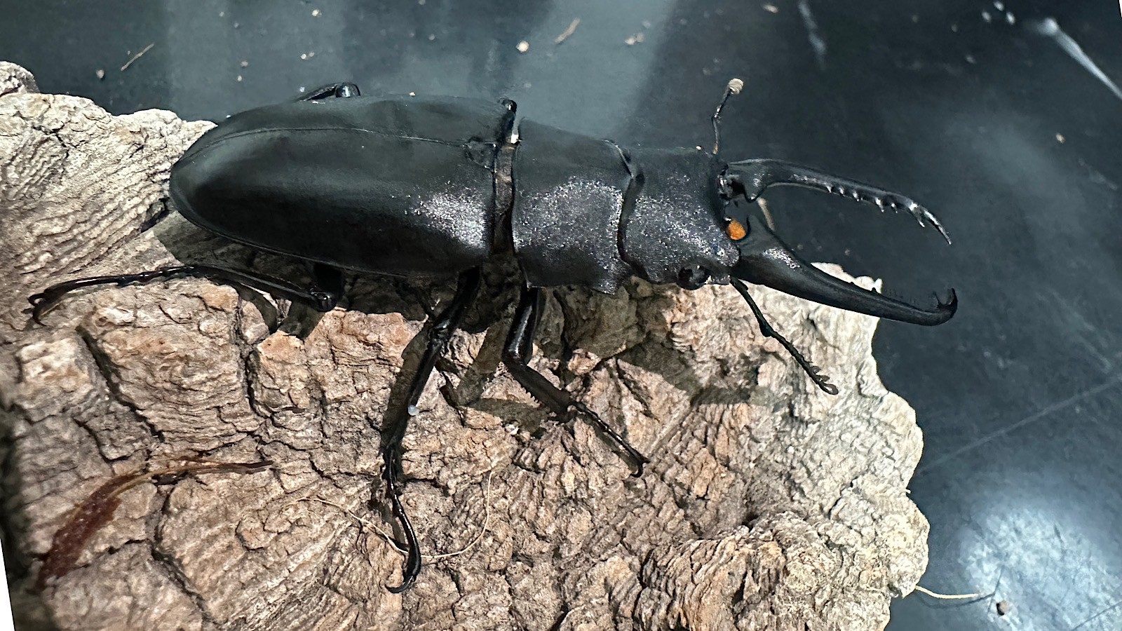 ギラファノコギリクワガタ成虫ペア(インドネシア産) ♂80mm♀48mm CBF1 種親♂104mm×♀46mm