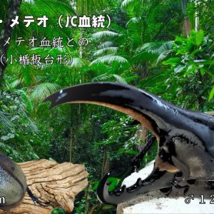 【新血統：JCB2502】ヘラクレス・メテオ(Jewel Crown血統) 2令幼虫4頭+1頭死着補償 F1 種親♂129.6mm×♀71.2mm
