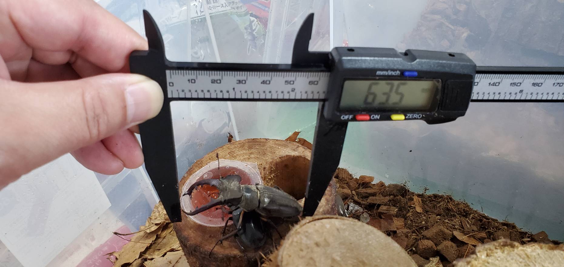 天然エゾミヤマクワガタ(北海道産)オスメスセット(♂3匹♀3匹) WD (♂①63.5mm、②57.4mm、③66.6mm)♀フリーサイズ