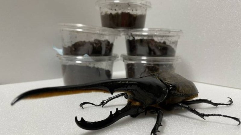 DHヘラクレス 3令幼虫1匹 種親♂162mm(Amazonico系)×♀74mm(OAKS系)