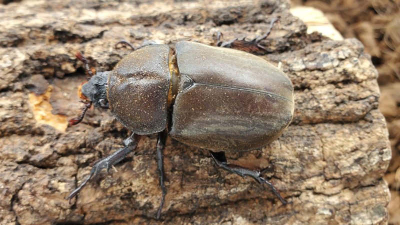 天然国産カブトムシ(北海道産)成虫オスメス 2ペアセット WD (♂♀フリーサイズ)