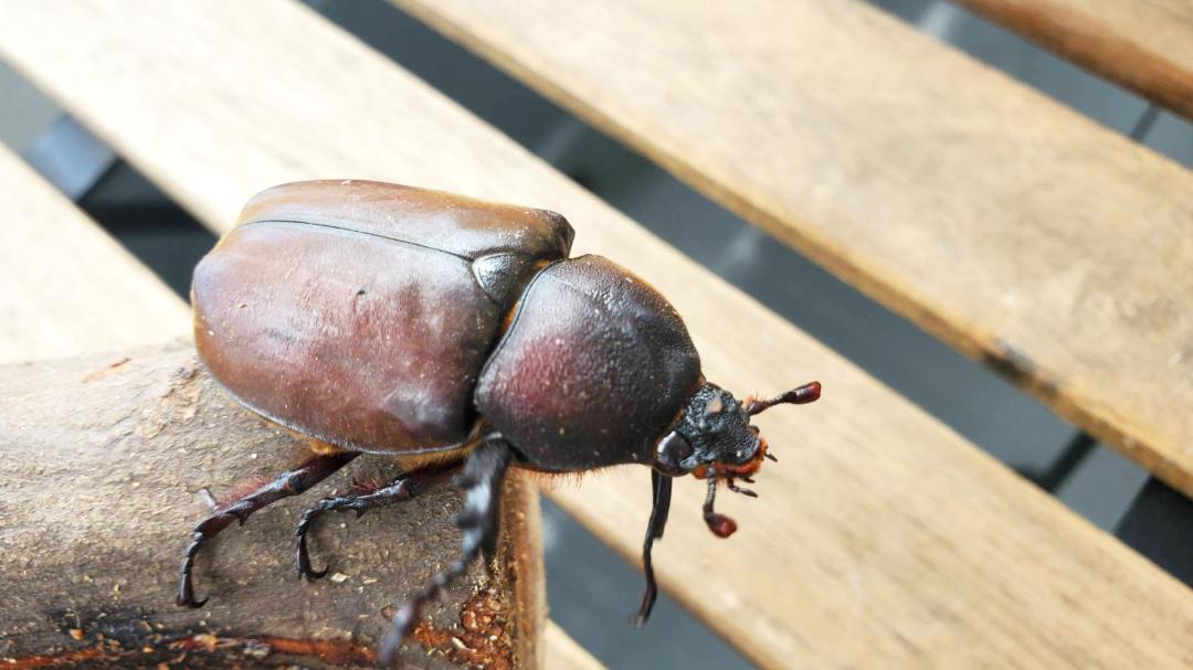 国産カブトムシRB(北海道産)3令幼虫4頭+1頭死着補償 F1 種親75.2mmX46.5mm