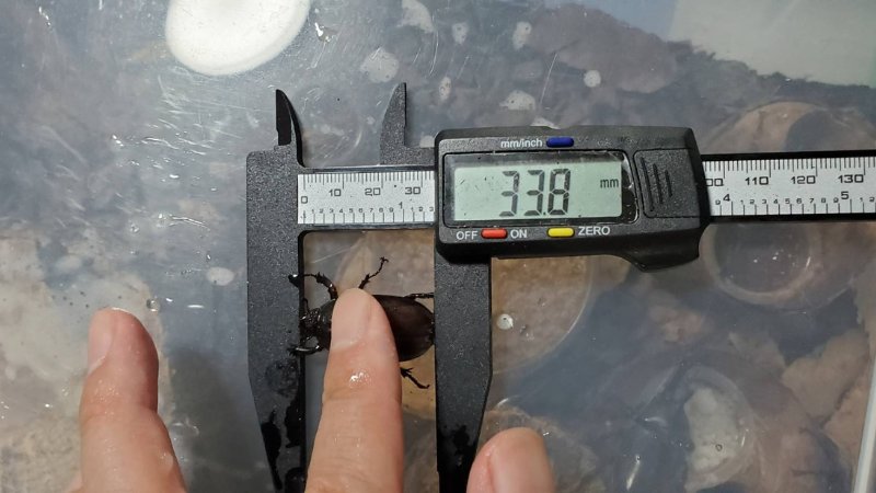 プチカブト(北海道産)成虫オスメスペアセット WD (♂♀フリーサイズ)