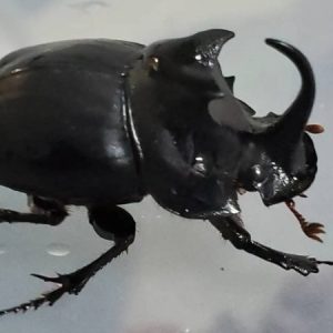 超希少！先着1名！ダイコクコガネ(北海道)オス（♂1匹）WD 天然採集個体