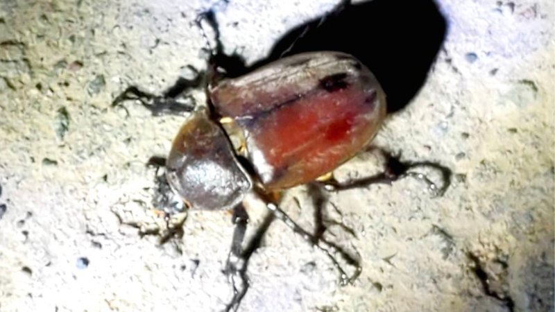 天然国産カブトムシ(北海道産)成虫6匹頭 予約販売セット(♂2匹×♀4匹)フリーサイズ