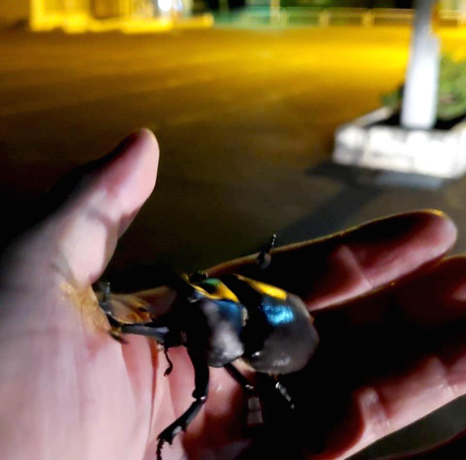 国産カブトムシRB(北海道産)2令幼虫10頭+1頭死着補償 F1 種親75.2mmX46.5mm