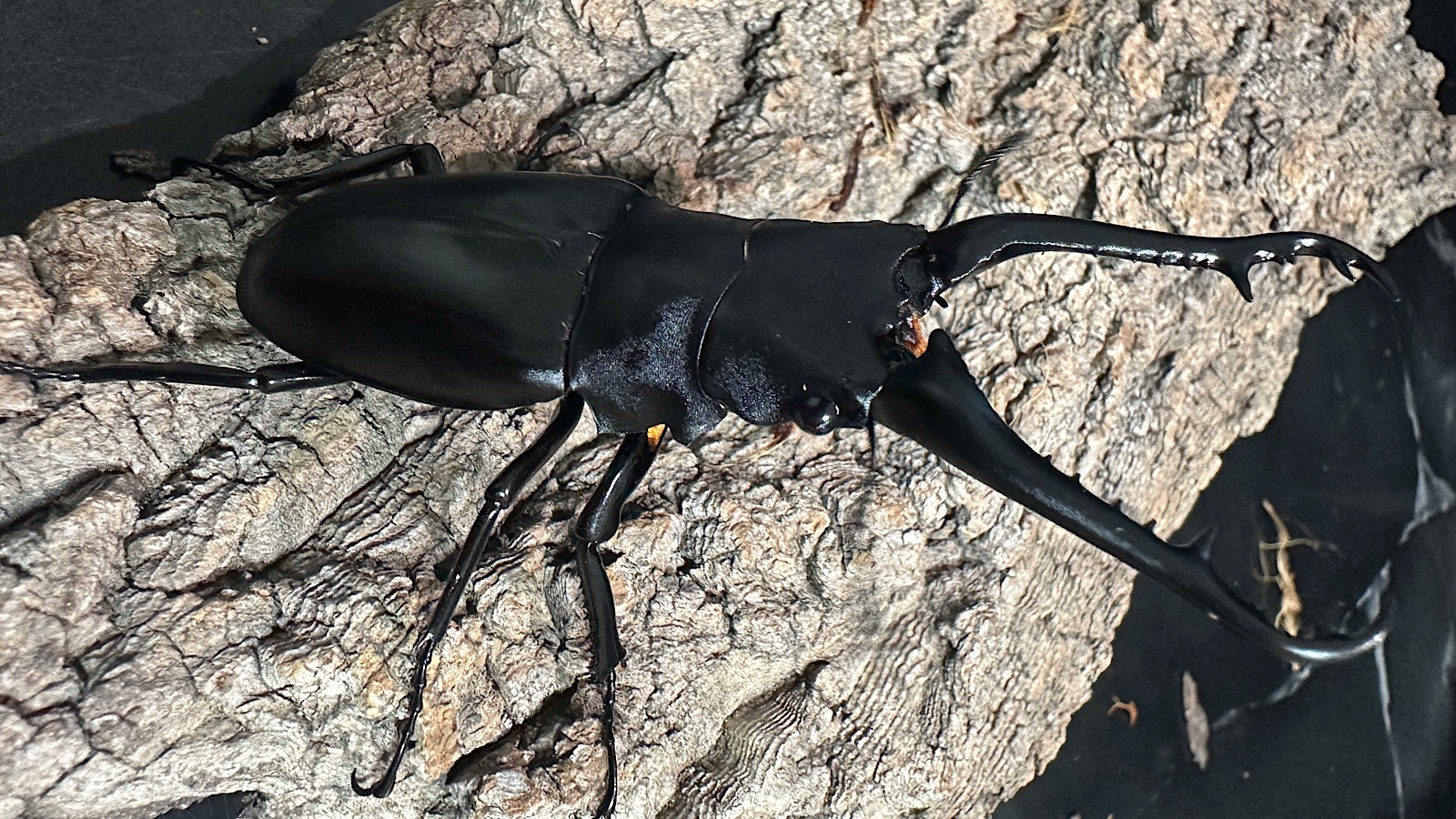 ギラファノコギリクワガタ成虫ペア(インドネシア産) ♂93mm♀46mm CBF1 種親♂104mm×♀46mm