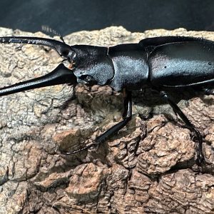 ギラファノコギリクワガタ成虫ペア(インドネシア産) ♂83mm♀47mm CBF1 種親♂104mm×♀46mm
