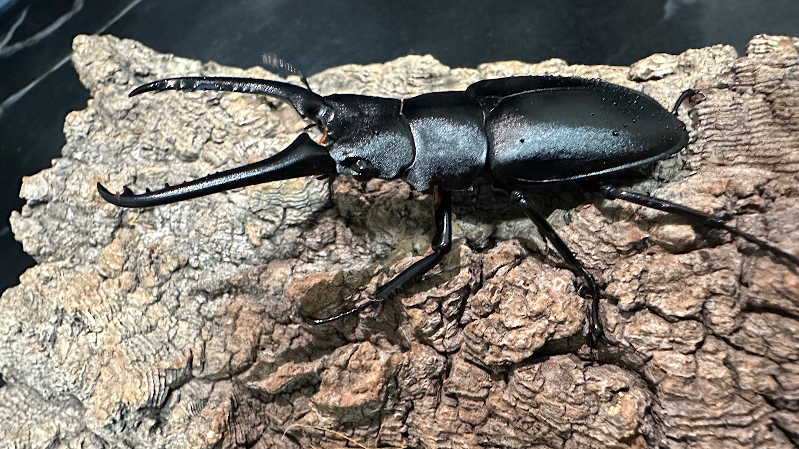 ギラファノコギリクワガタ成虫ペア(インドネシア産) ♂83mm♀47mm CBF1 種親♂104mm×♀46mm