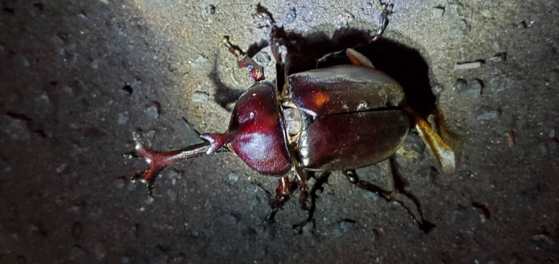 超特大カブトムシ!天然採集オスメスペア(計 2匹)♂76.6mm ♀46mm
