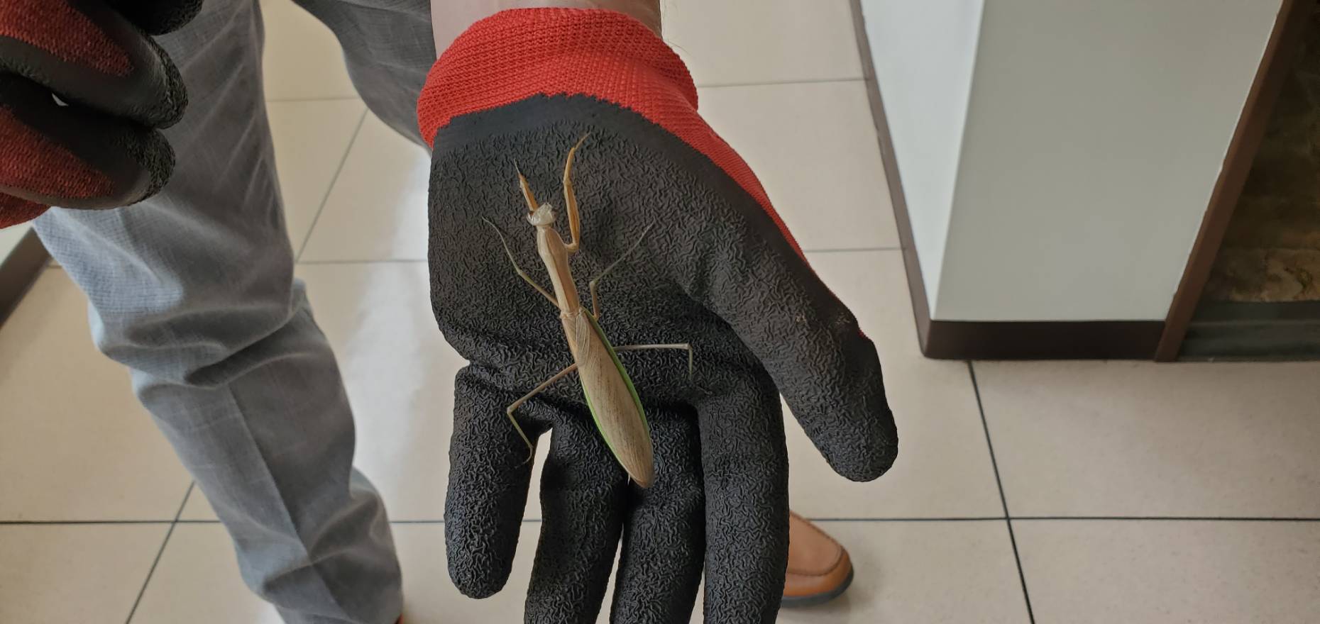 オオカマキリペアWD(♂×♀)|08/22 天然採集個体(フリーサイズ 約70mm~90mm)