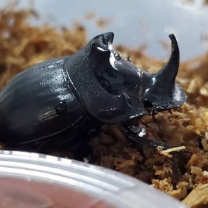 超希少！先着1名！ダイコクコガネ(北海道)オス（♂1匹）WD 天然採集個体