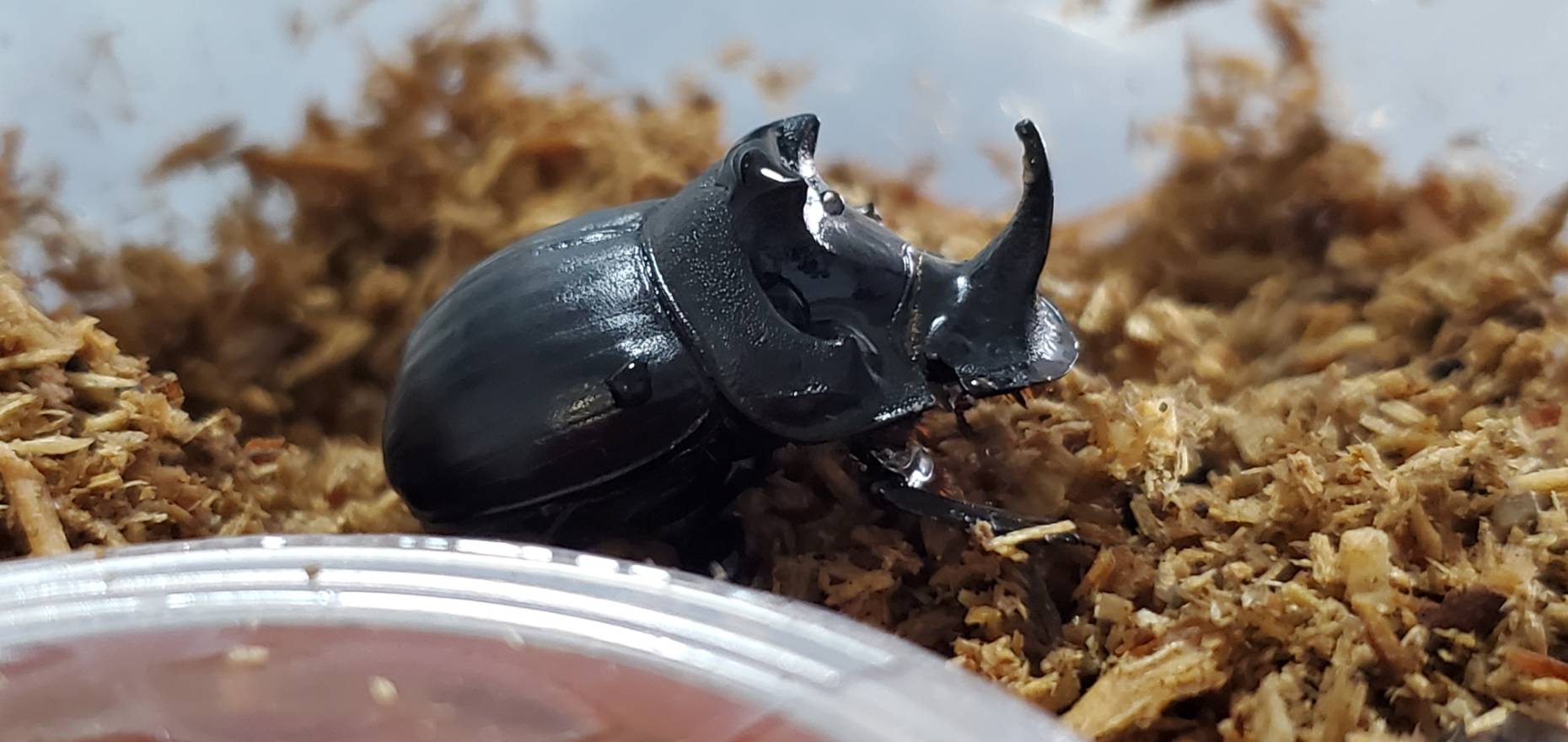 超希少!先着1名!ダイコクコガネ(北海道)オス(♂1匹)WD 天然採集個体