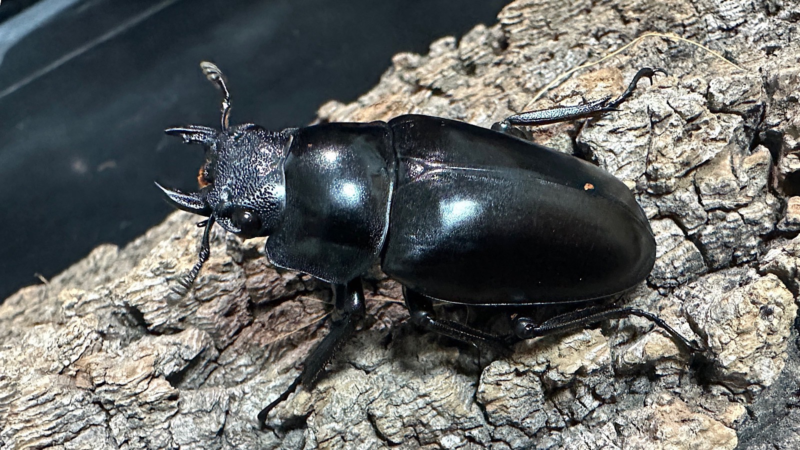 ギラファノコギリクワガタ成虫ペア(インドネシア産) ♂73mm♀48mm CBF1 種親♂104mm×♀46mm