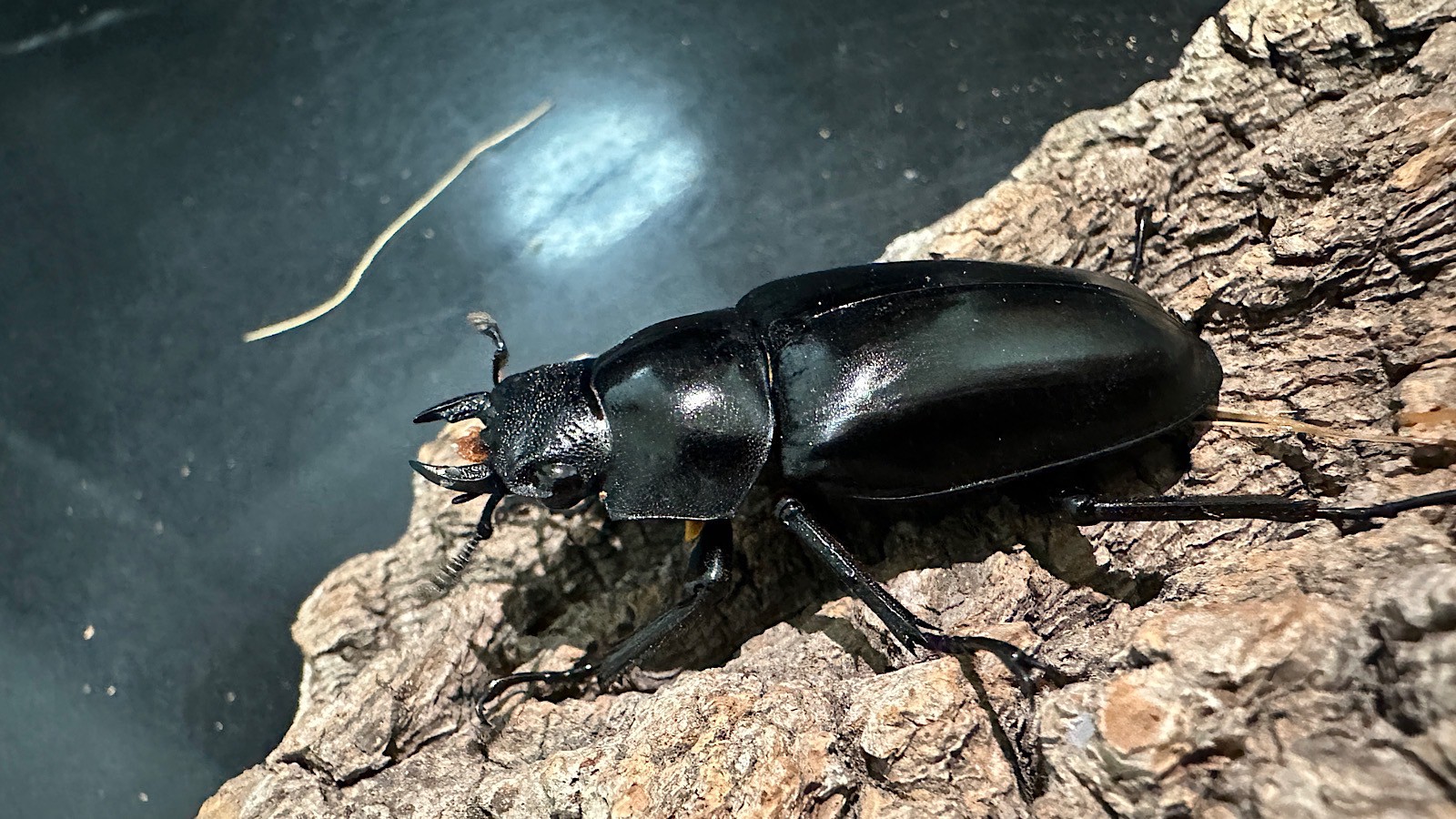 ギラファノコギリクワガタ成虫ペア(インドネシア産) ♂83mm♀47mm CBF1 種親♂104mm×♀46mm