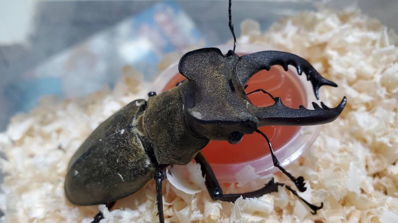 北海道空知地方産 ミヤマクワガタ蝦夷型3ペア( ♂69.3mm♂68.7mm♂68.7mm×♀40.6mm♀38.6mm♀37.8mm)
