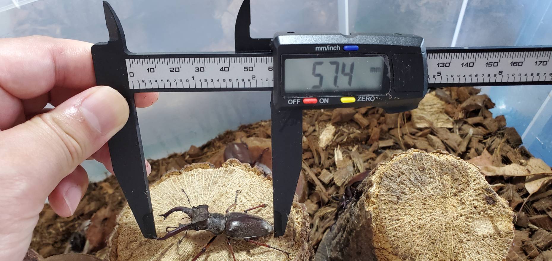 天然エゾミヤマクワガタ(北海道産)オスメスセット(♂3匹♀3匹) WD (♂①63.5mm、②57.4mm、③66.6mm)♀フリーサイズ