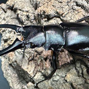 ギラファノコギリクワガタ成虫ペア(インドネシア産) ♂73mm♀48mm CBF1 種親♂104mm×♀46mm