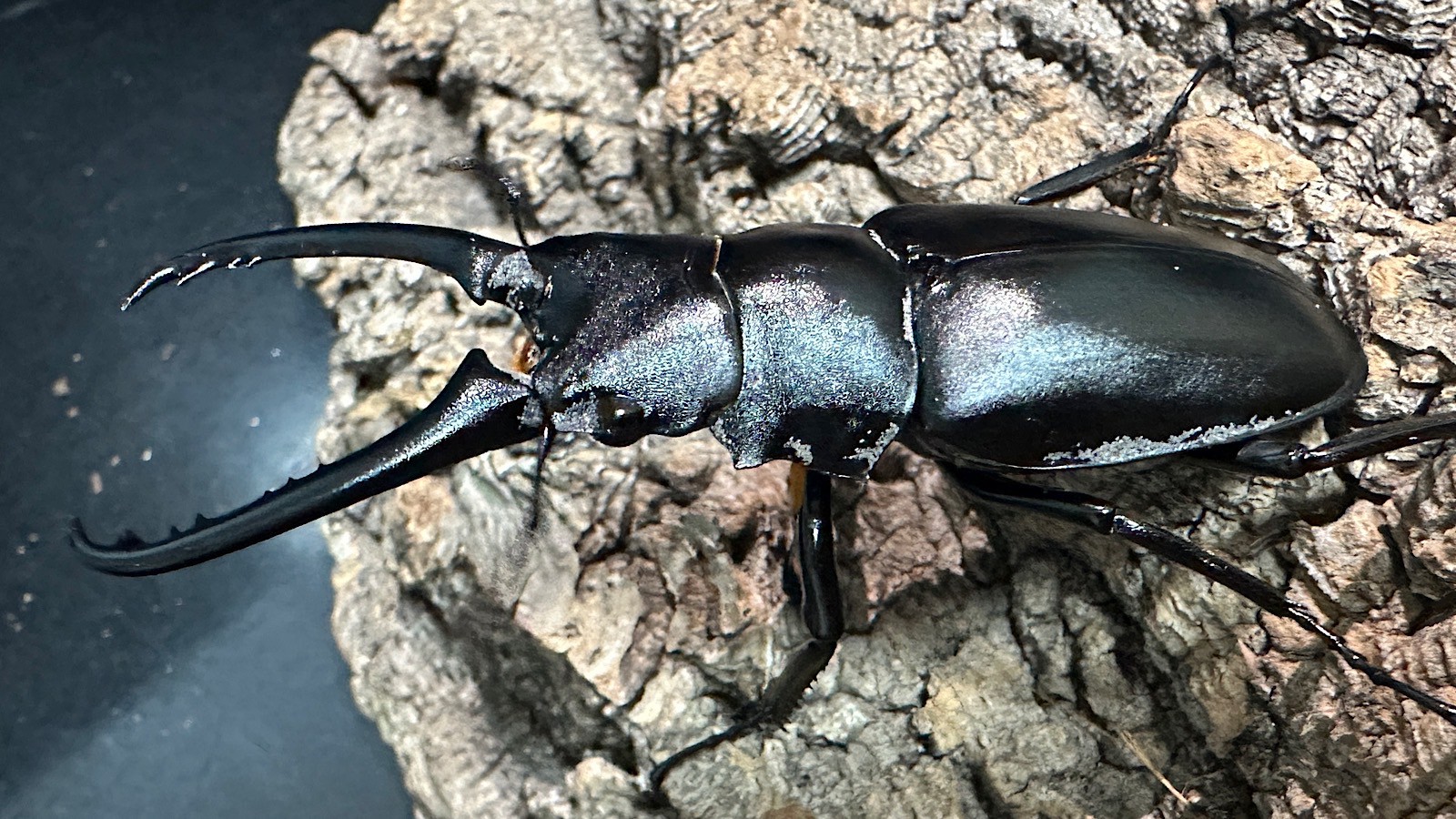 ギラファノコギリクワガタ成虫ペア(インドネシア産) ♂73mm♀48mm CBF1 種親♂104mm×♀46mm