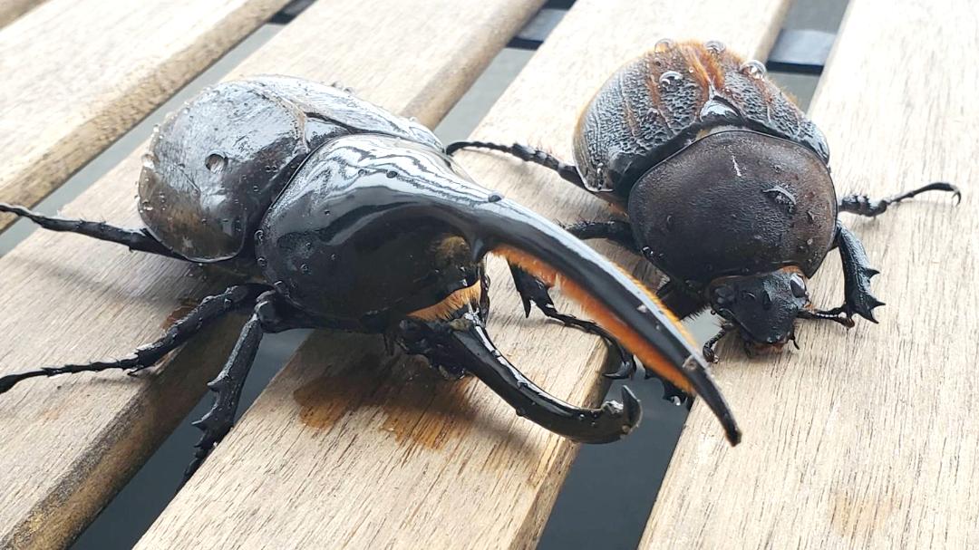 ヘラクレス・パスコアリ(ブラジルバイア州)初令幼虫5頭+1頭死着補償 CBF2 種親137.2mm×76.5mm