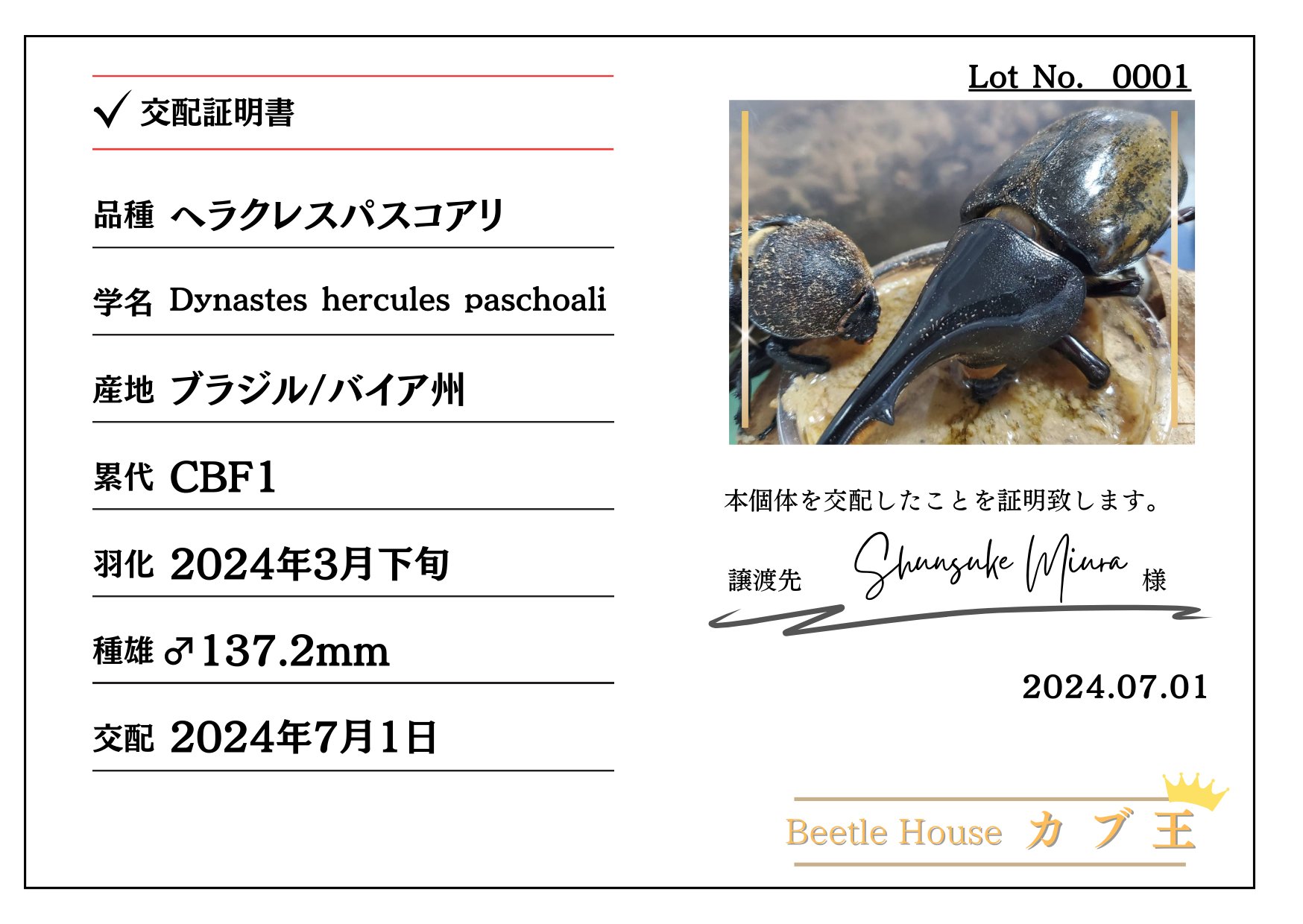 ヘラクレス・パスコアリ(ブラジルバイア州)種付け CBF1 種親137.2mm|預ける→種付け→返却