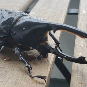ヘラクレス・リッキー(ペルーウカヤリ県)種付け WF3 種親123mm｜預ける→種付け→返却