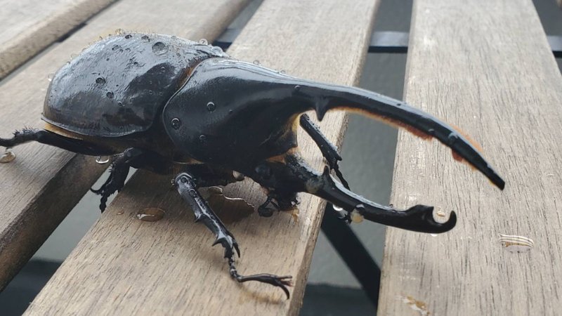 ヘラクレス・リッキー(ペルーウカヤリ県)種付け WF3 種親123mm｜預ける→種付け→返却